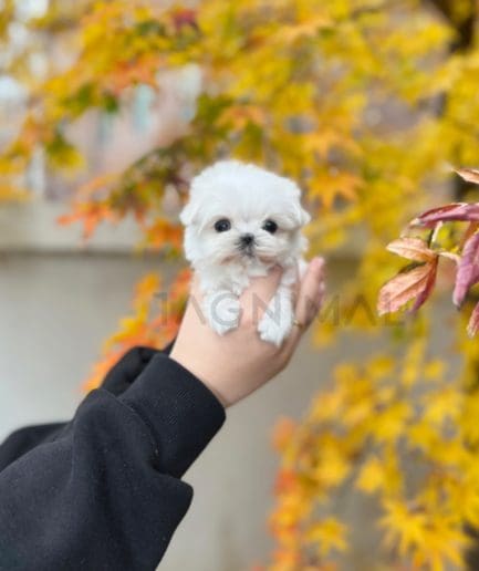 Maltese puppy for sale, dog for sale at Tagnimal 