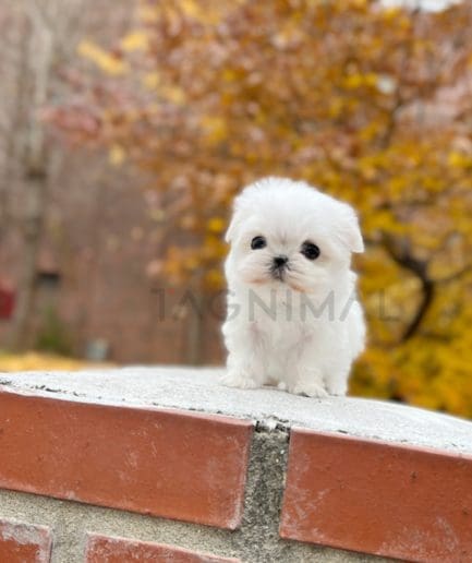 Maltese puppy for sale, dog for sale at Tagnimal 