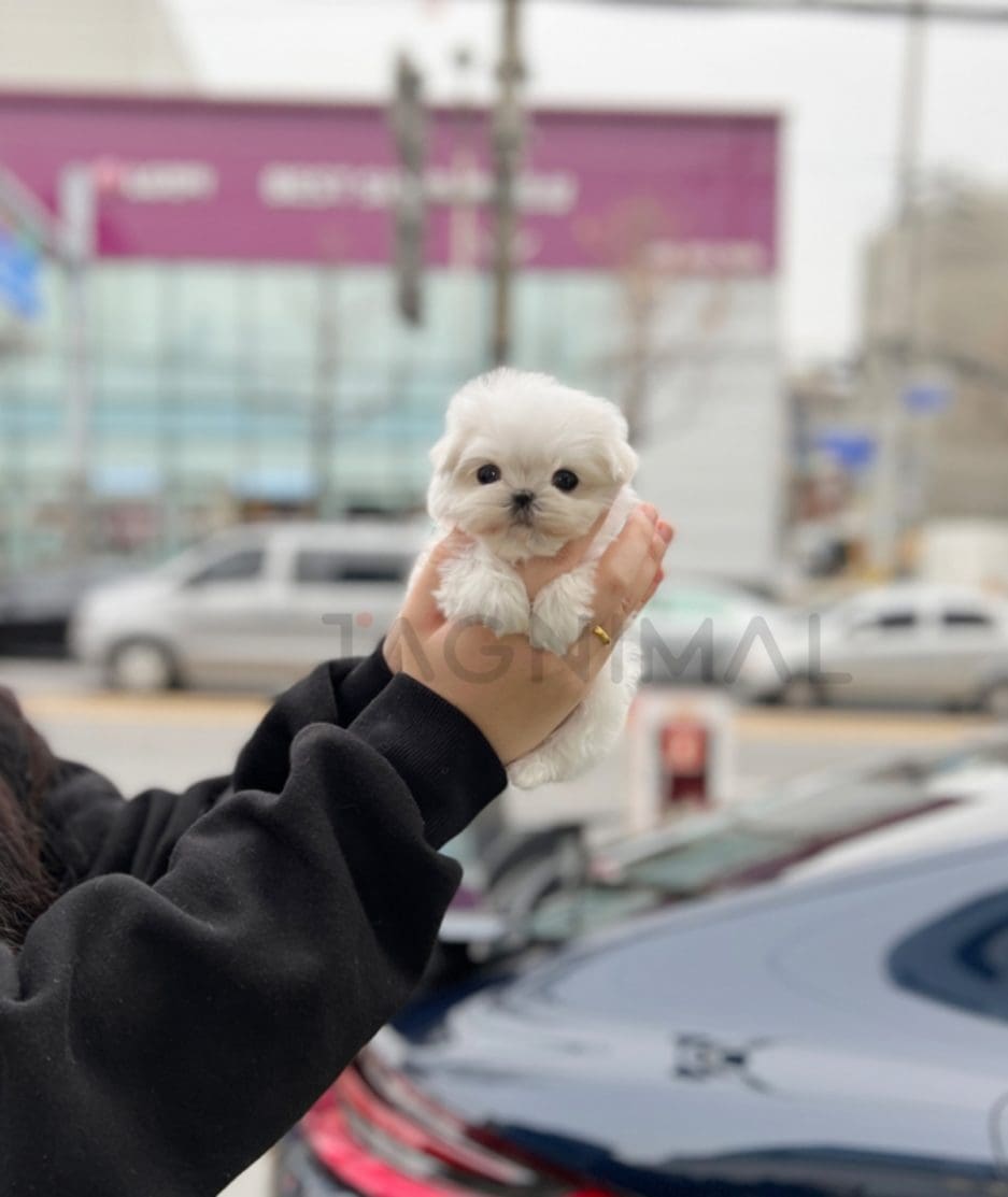 Maltese puppy for sale, dog for sale at Tagnimal 