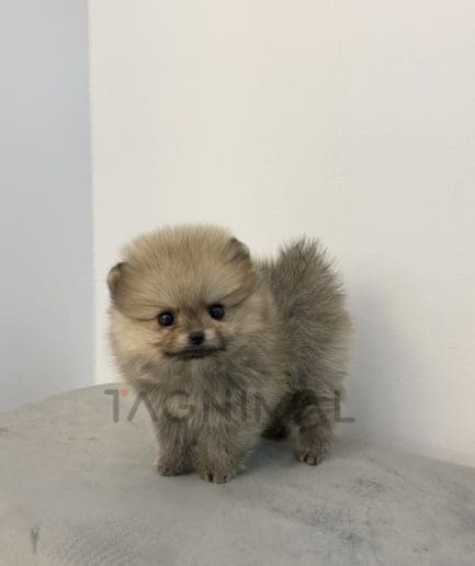 Pomeranian puppy for sale, dog for sale at Tagnimal 