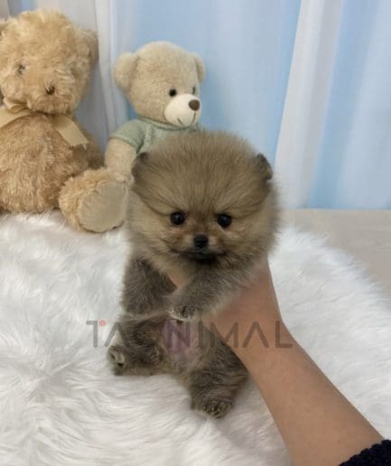 Pomeranian puppy for sale, dog for sale at Tagnimal 