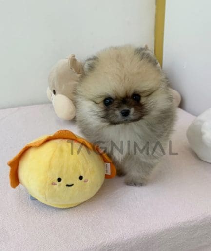 Pomeranian puppy for sale, dog for sale at Tagnimal 