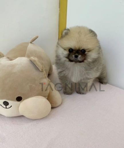 Pomeranian puppy for sale, dog for sale at Tagnimal 