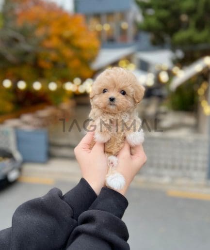 Maltipoo puppy for sale, dog for sale at Tagnimal 