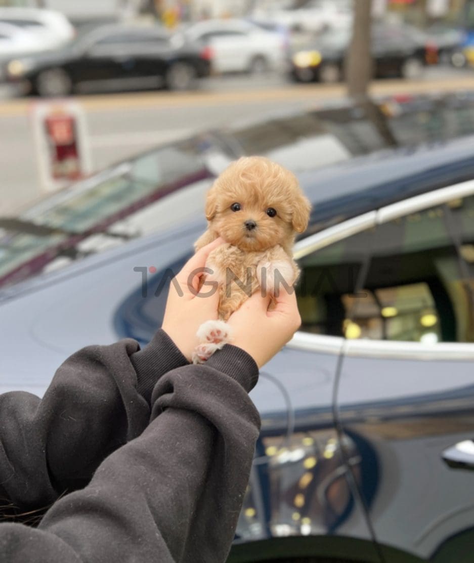 Maltipoo puppy for sale, dog for sale at Tagnimal 