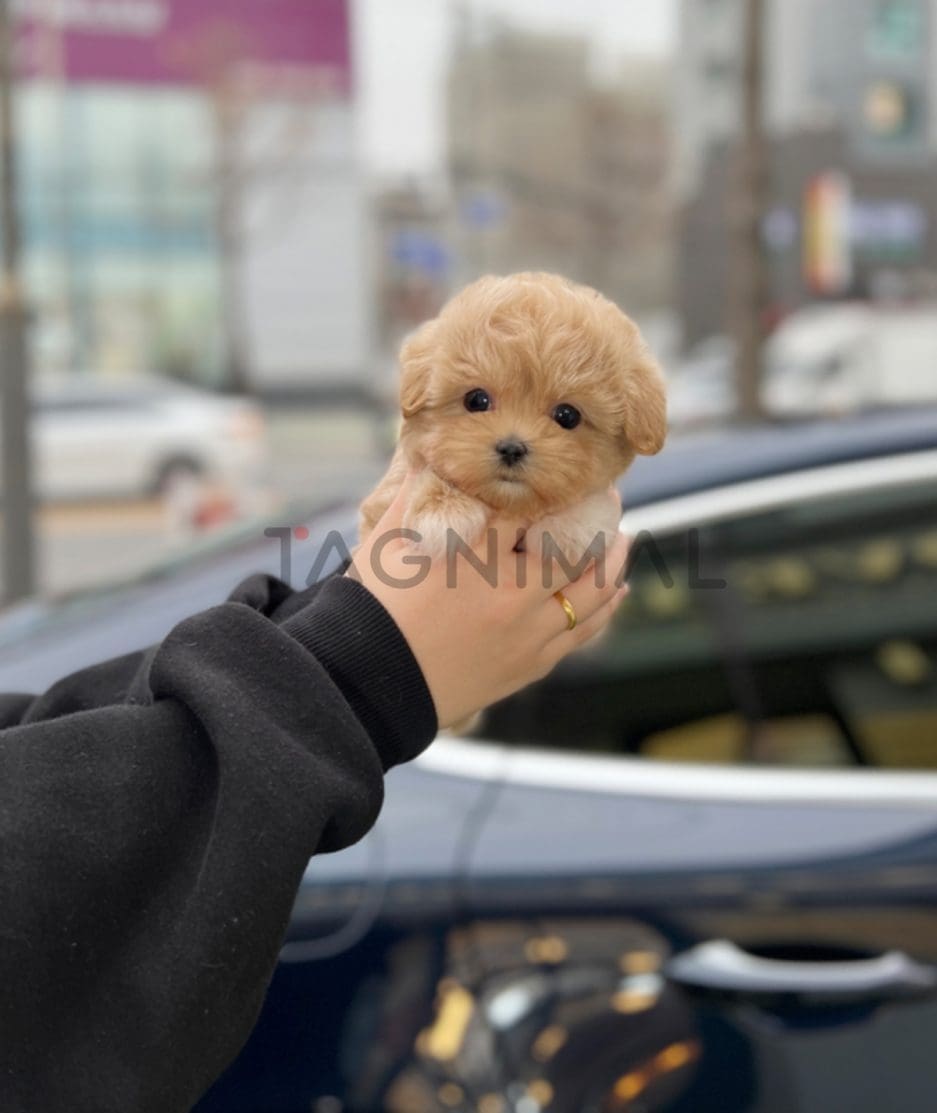 Maltipoo puppy for sale, dog for sale at Tagnimal 