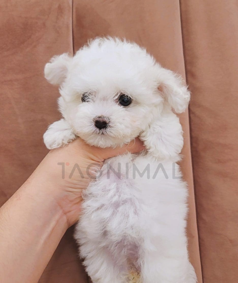 Bichon puppy for sale, dog for sale at Tagnimal 