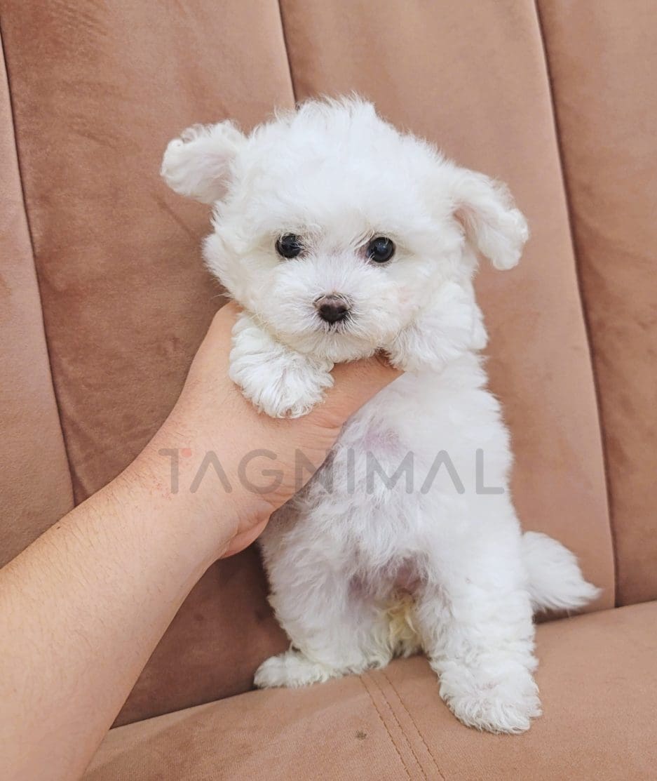 Bichon puppy for sale, dog for sale at Tagnimal 