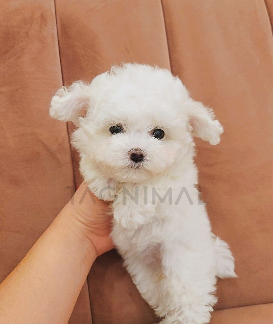 Bichon puppy for sale, dog for sale at Tagnimal 