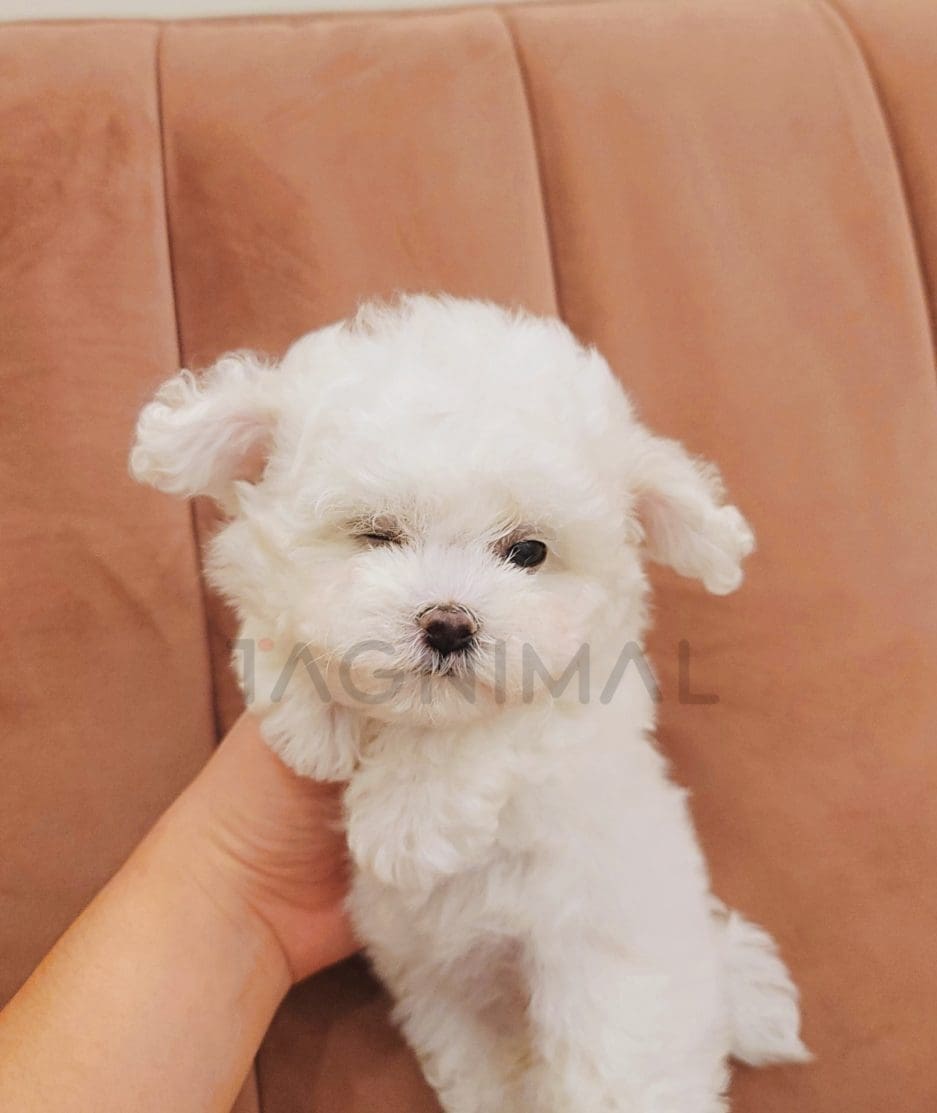 Bichon puppy for sale, dog for sale at Tagnimal 