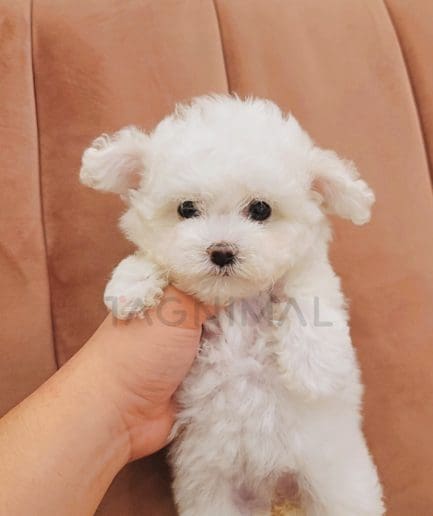 Bichon puppy for sale, dog for sale at Tagnimal 