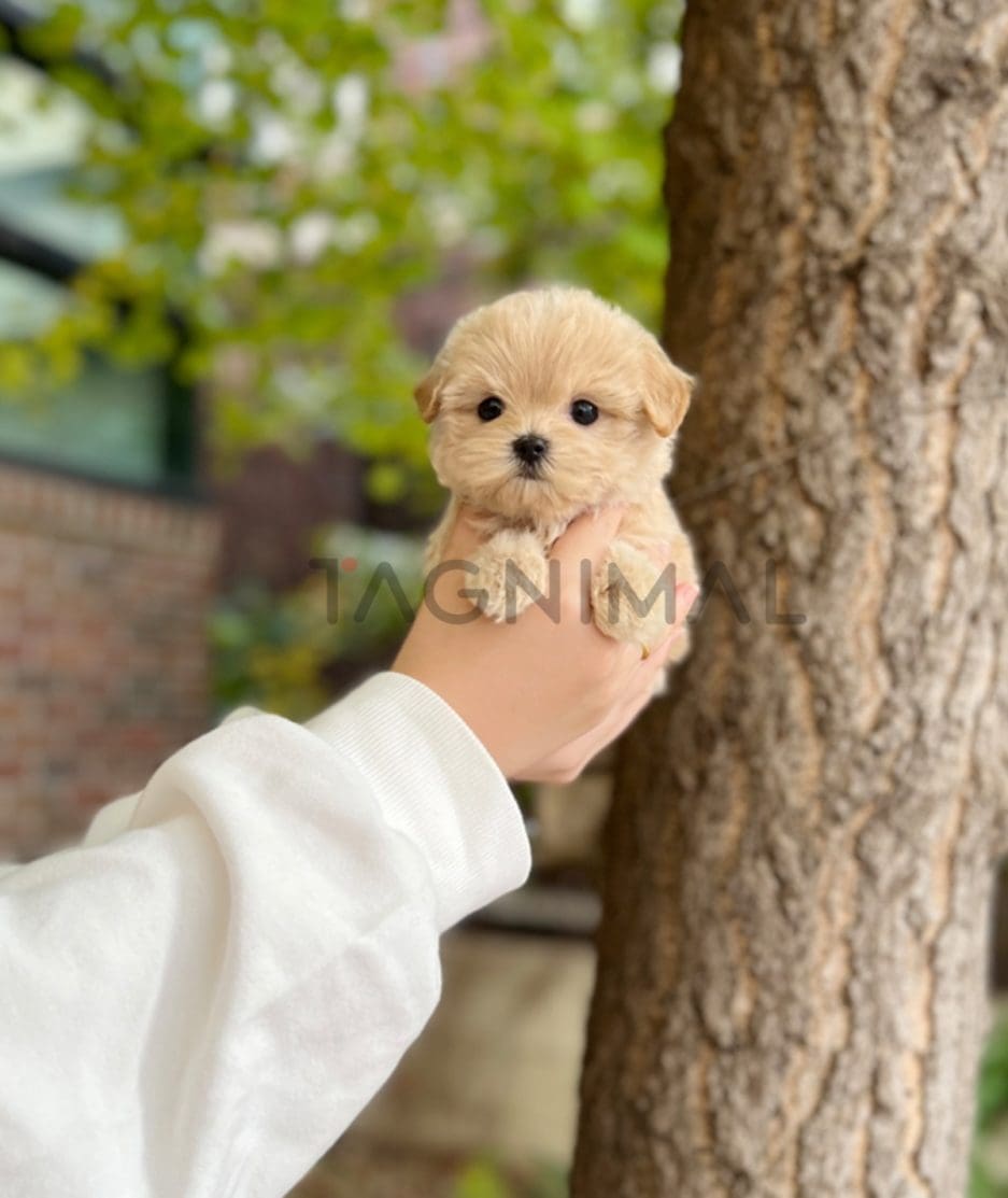 Maltipoo puppy for sale, dog for sale at Tagnimal 