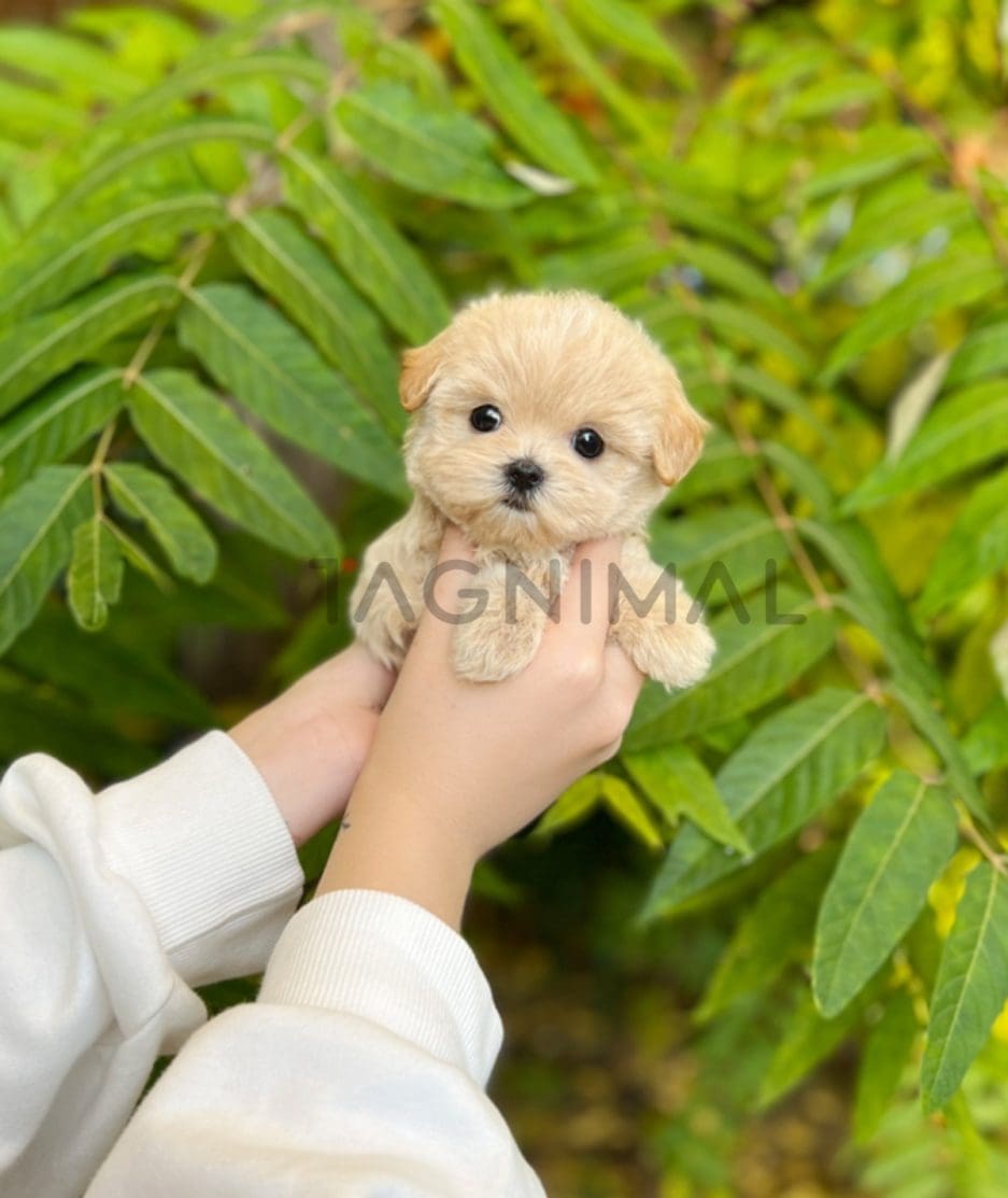 Maltipoo puppy for sale, dog for sale at Tagnimal 