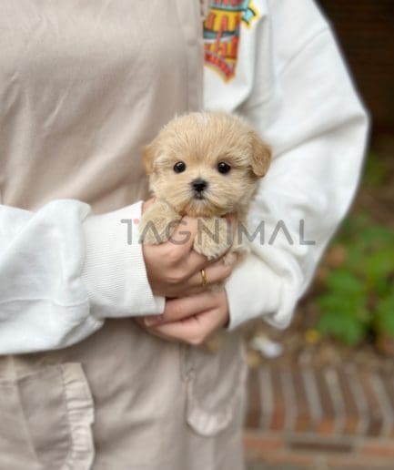 Maltipoo puppy for sale, dog for sale at Tagnimal 