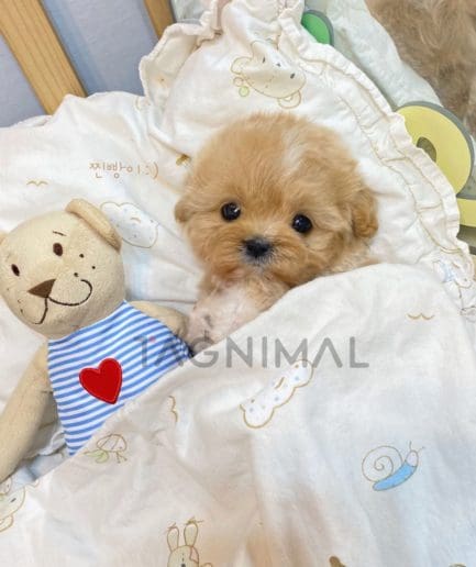 Maltipoo puppy for sale, dog for sale at Tagnimal 