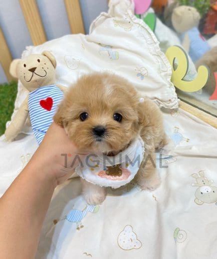 Maltipoo puppy for sale, dog for sale at Tagnimal 