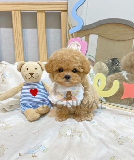 Maltipoo puppy for sale, dog for sale at Tagnimal 