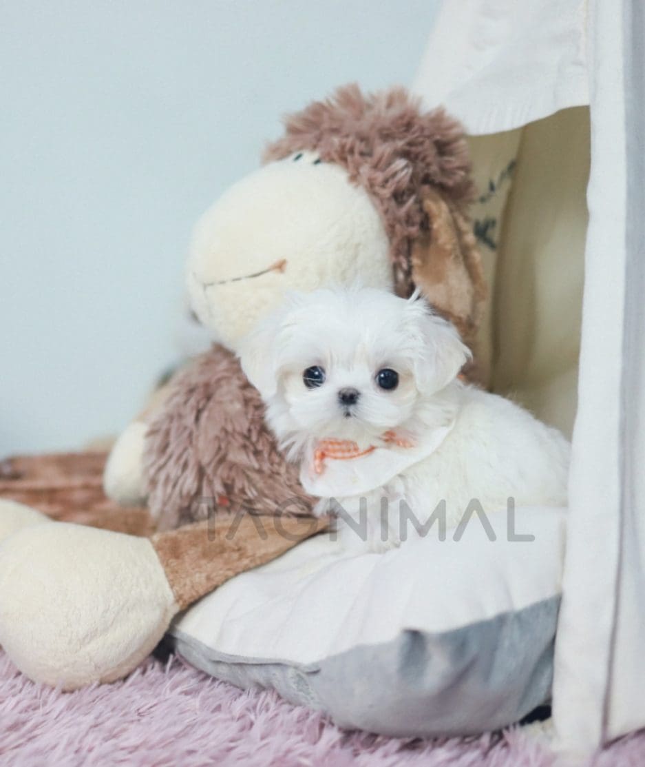 Maltese puppy for sale, dog for sale at Tagnimal 