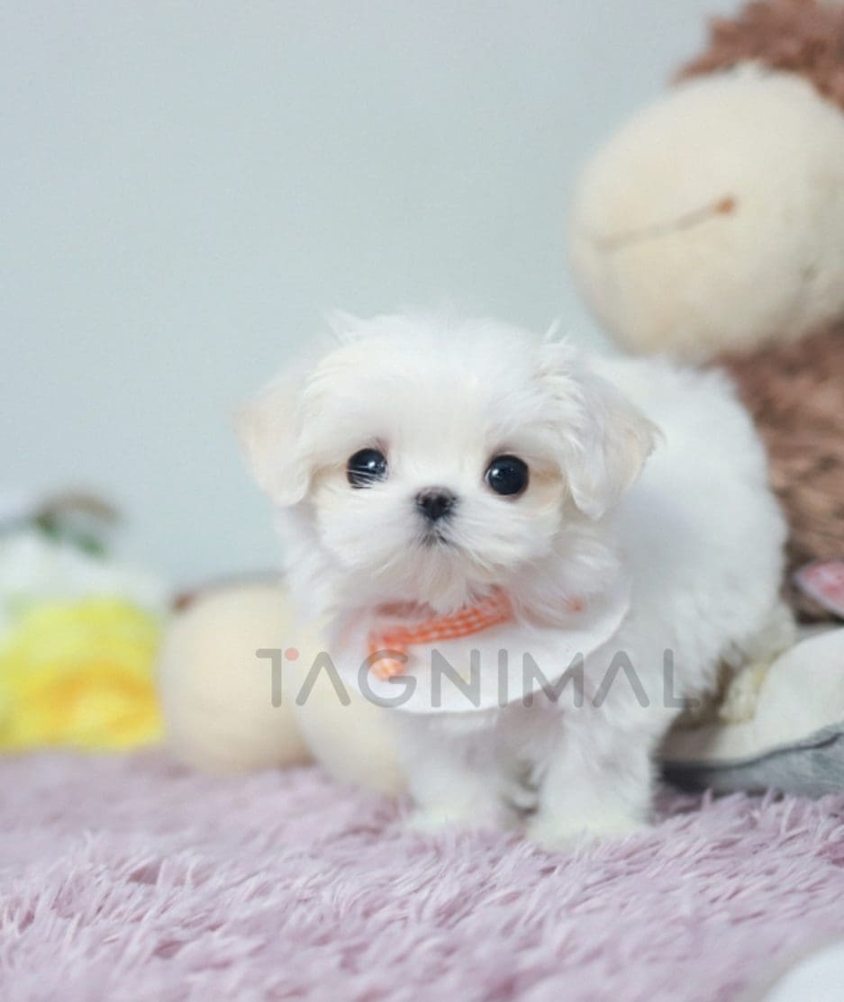 Maltese puppy for sale, dog for sale at Tagnimal 