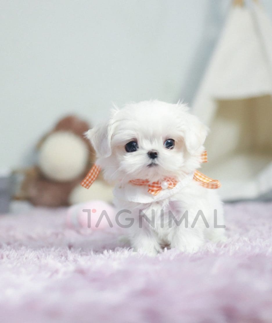 Maltese puppy for sale, dog for sale at Tagnimal 