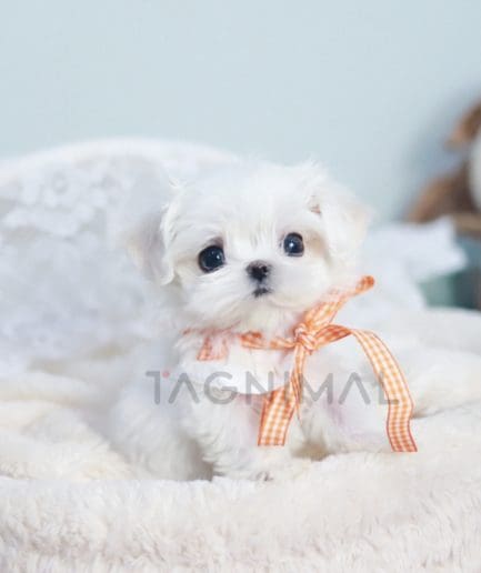 Maltese puppy for sale, dog for sale at Tagnimal 