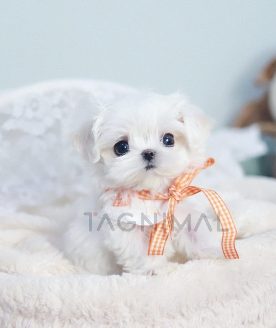 Maltese puppy for sale, dog for sale at Tagnimal 