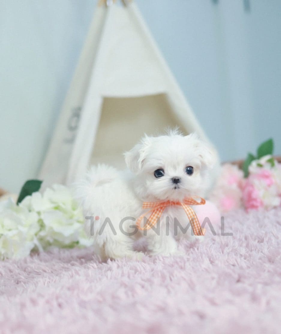 Maltese puppy for sale, dog for sale at Tagnimal 