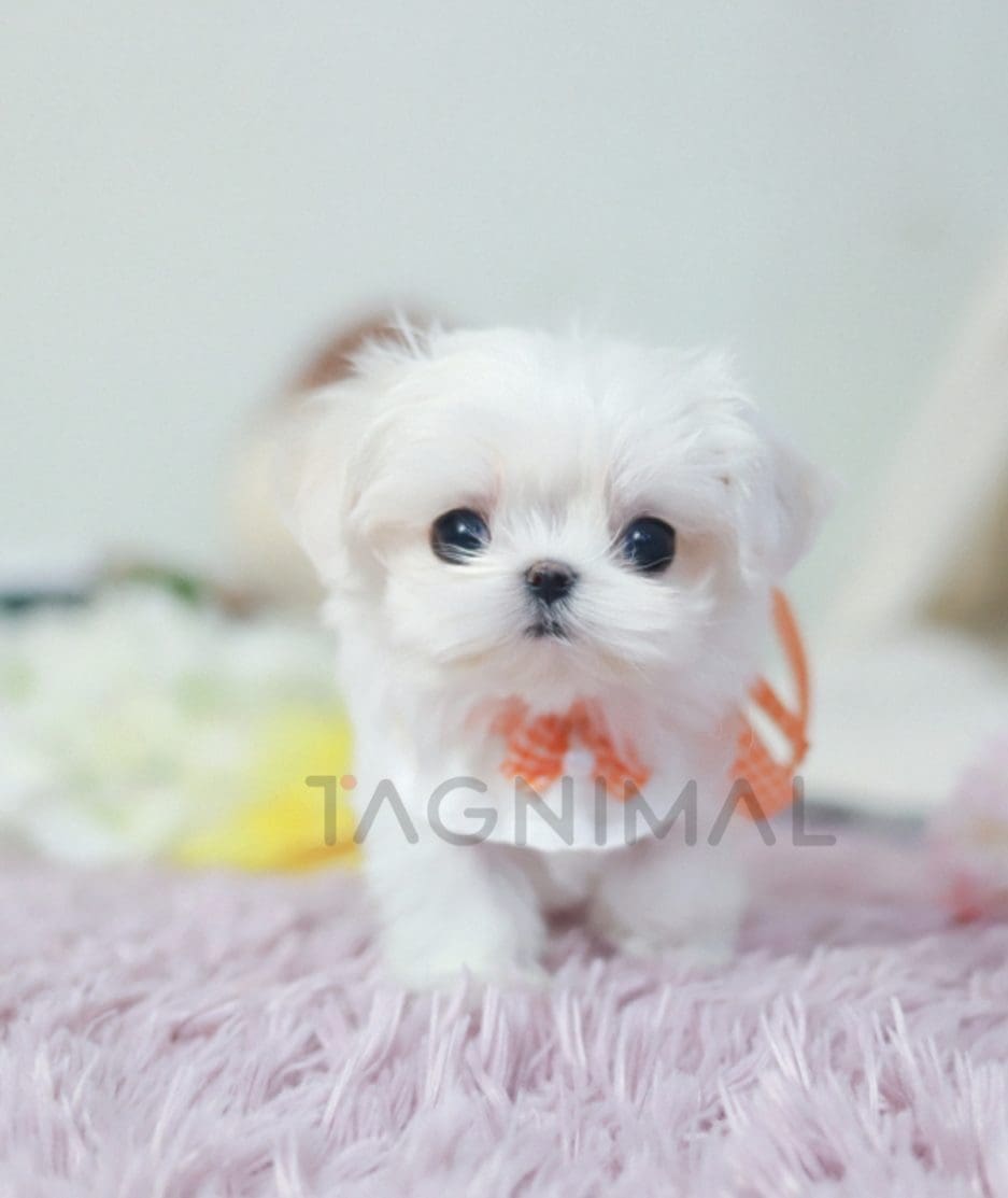 Maltese puppy for sale, dog for sale at Tagnimal 