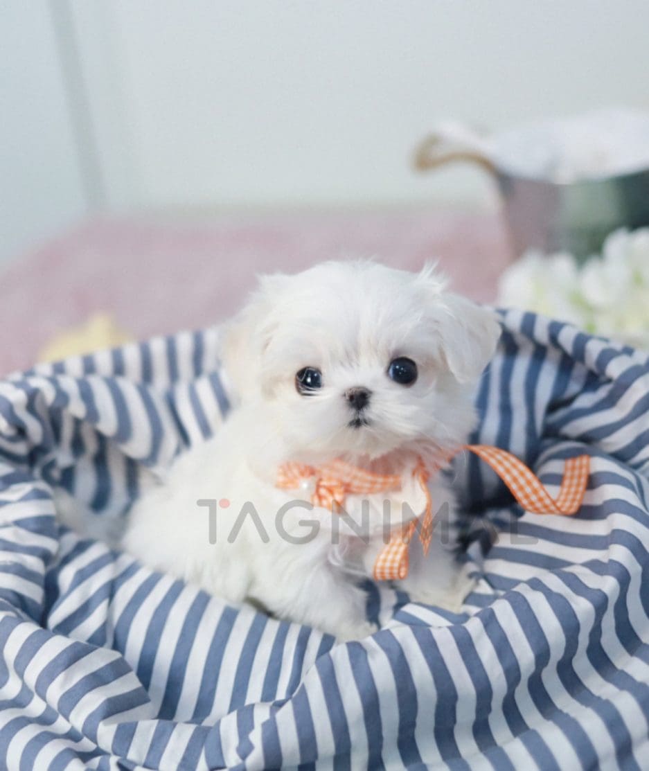 Maltese puppy for sale, dog for sale at Tagnimal 