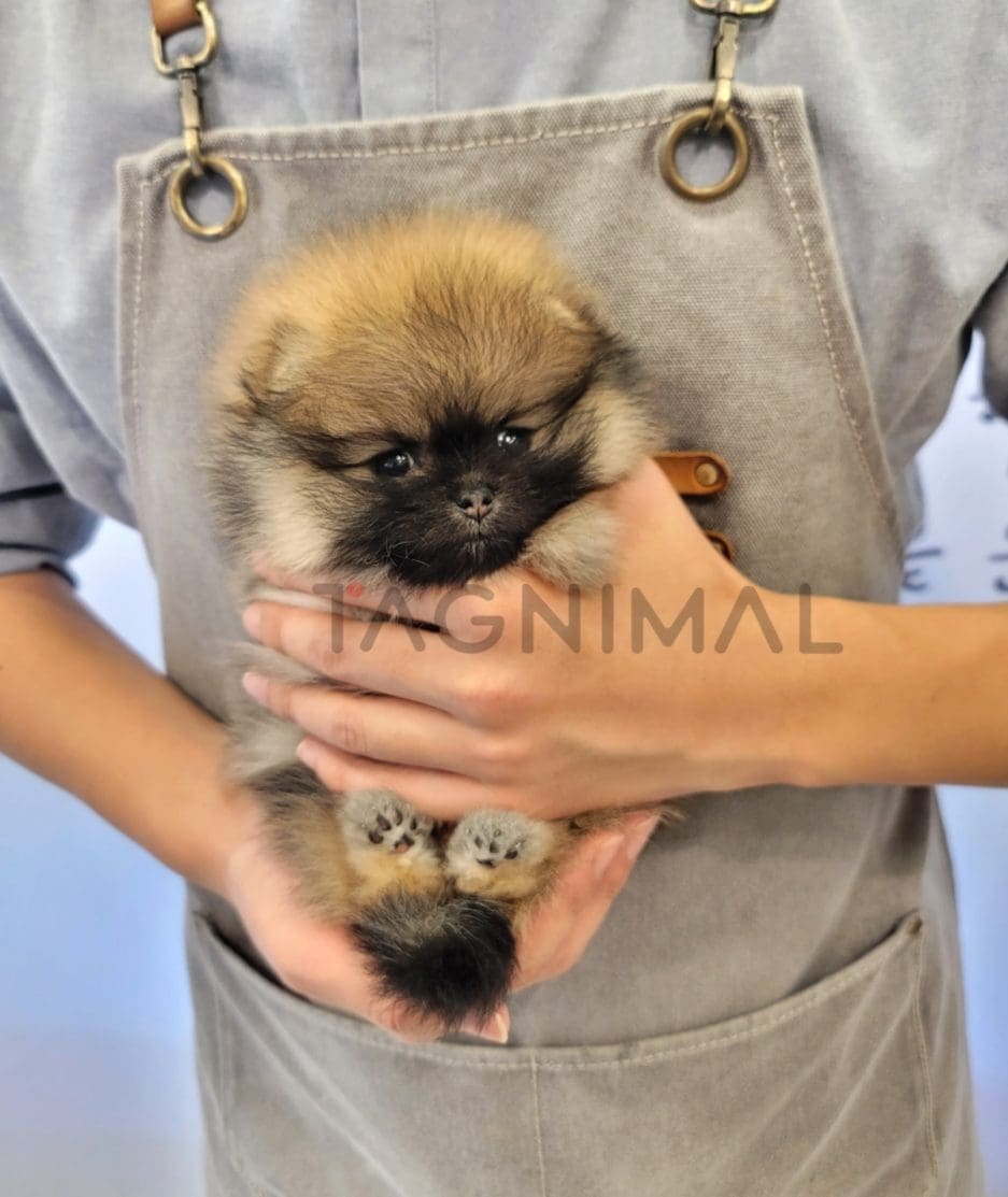 Pomeranian puppy for sale, dog for sale at Tagnimal 