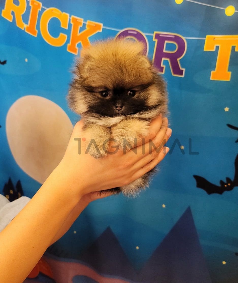 Pomeranian puppy for sale, dog for sale at Tagnimal 