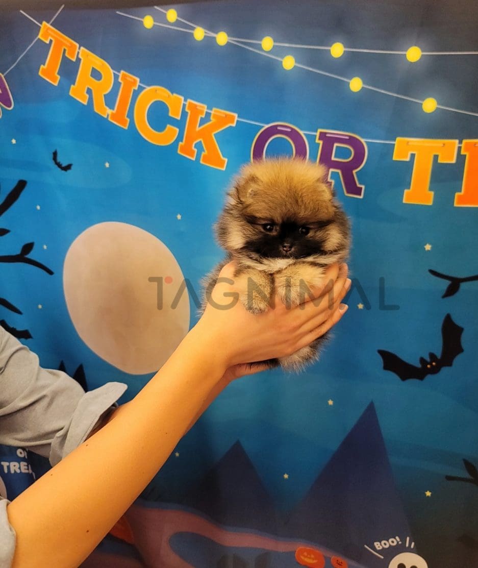 Pomeranian puppy for sale, dog for sale at Tagnimal 