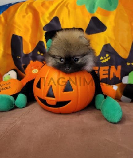 Pomeranian puppy for sale, dog for sale at Tagnimal 