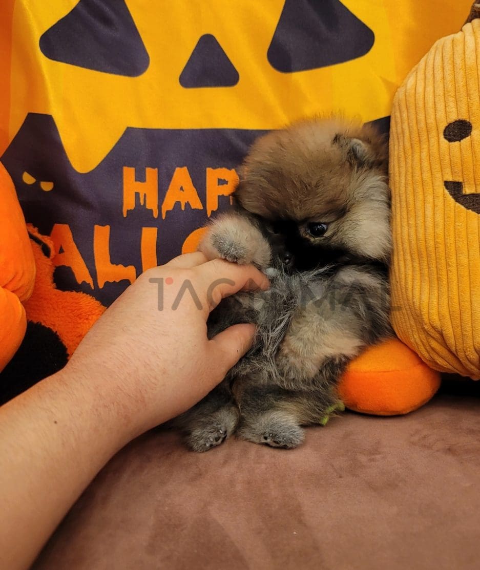 Pomeranian puppy for sale, dog for sale at Tagnimal 