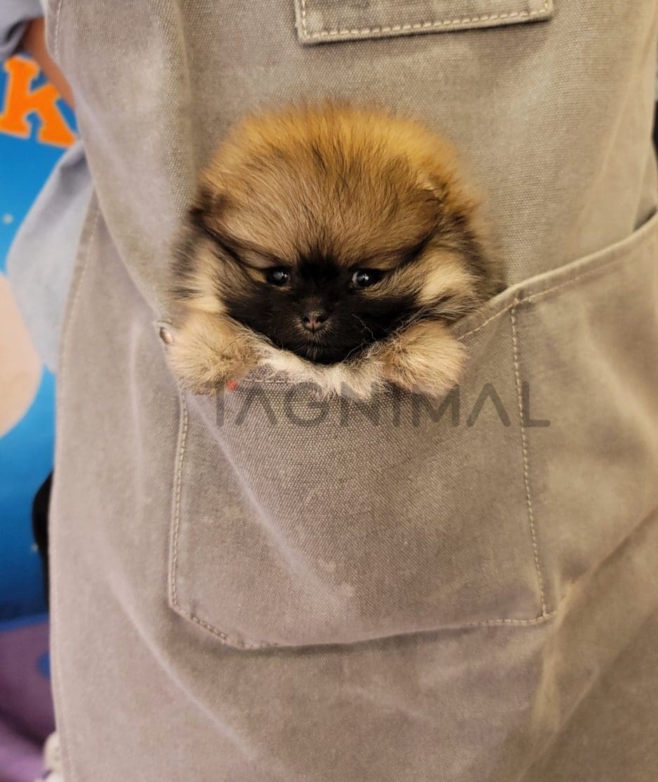 Pomeranian puppy for sale, dog for sale at Tagnimal 