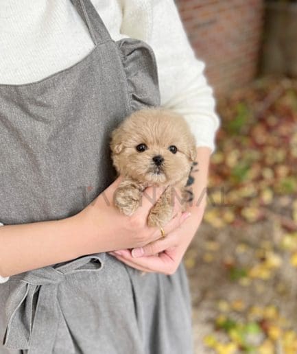 Maltipoo puppy for sale, dog for sale at Tagnimal 