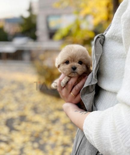 Maltipoo puppy for sale, dog for sale at Tagnimal 