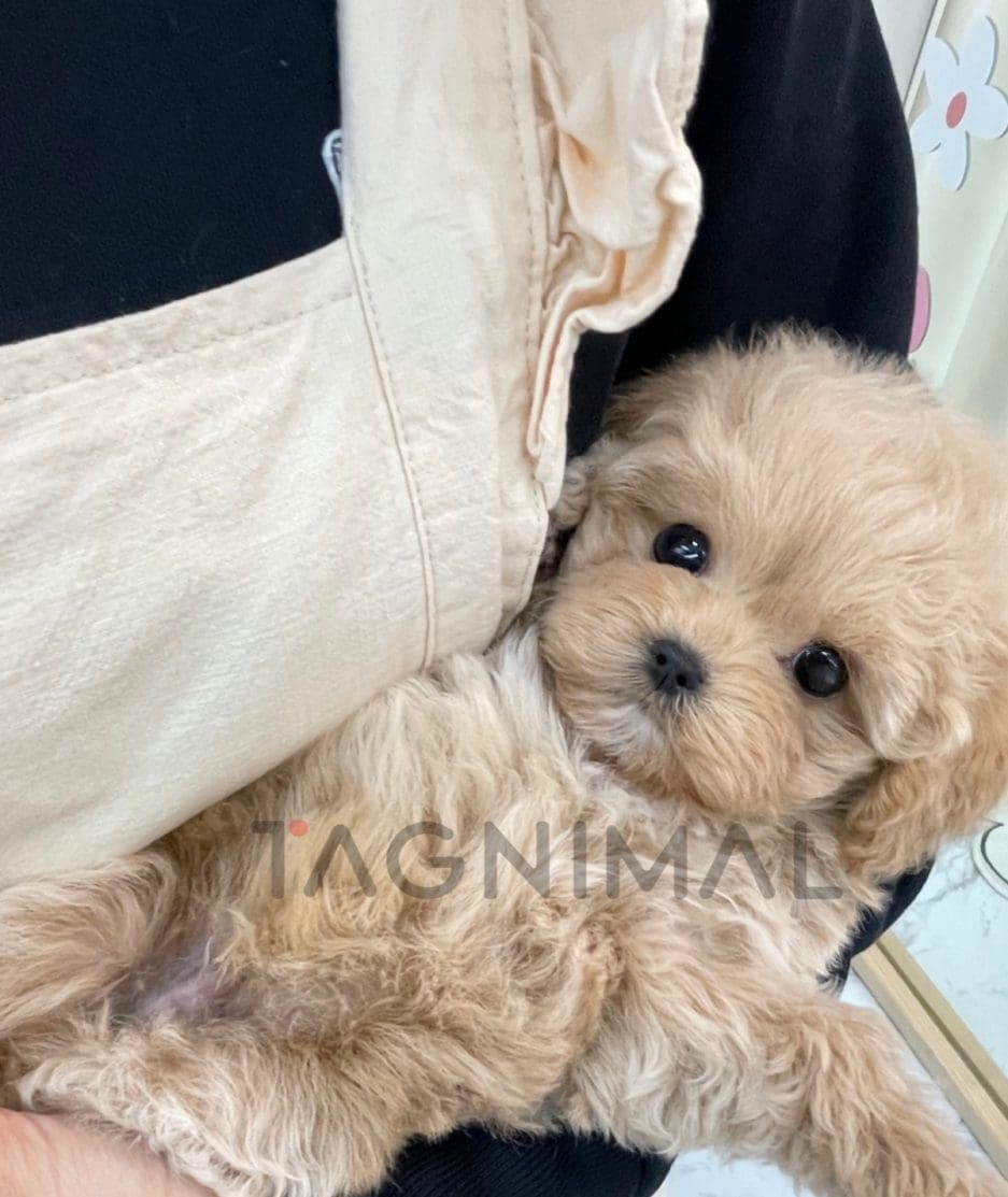 Maltipoo puppy for sale, dog for sale at Tagnimal 