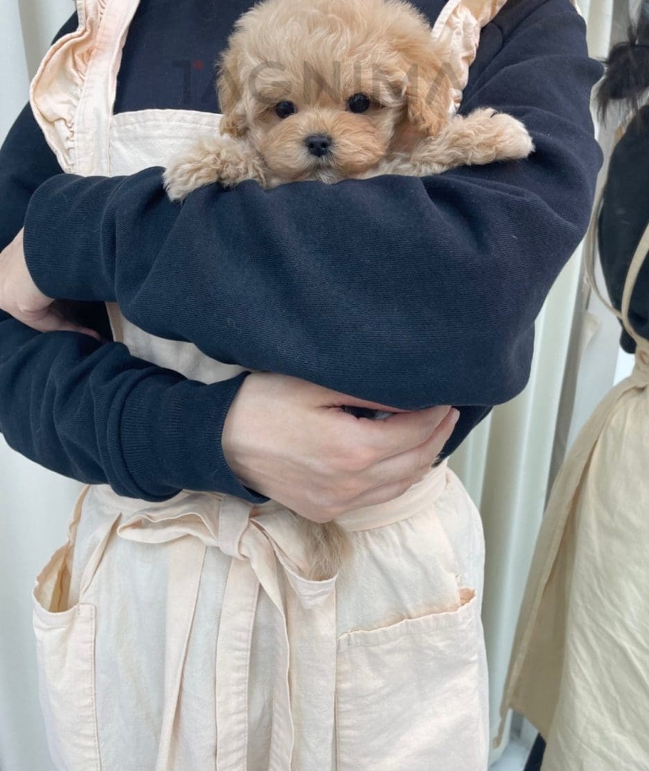 Maltipoo puppy for sale, dog for sale at Tagnimal 