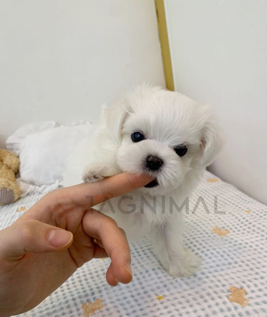 Bichon puppy for sale, dog for sale at Tagnimal 