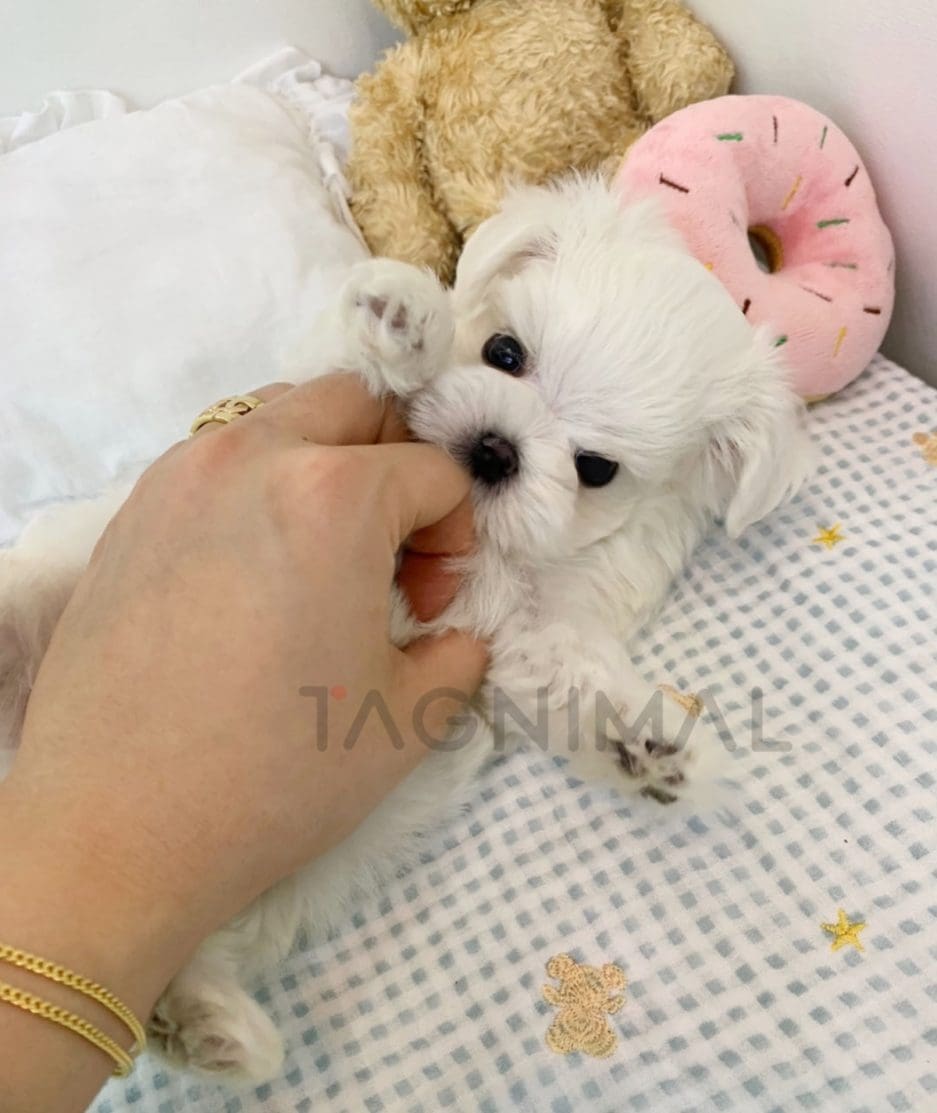 Bichon puppy for sale, dog for sale at Tagnimal 