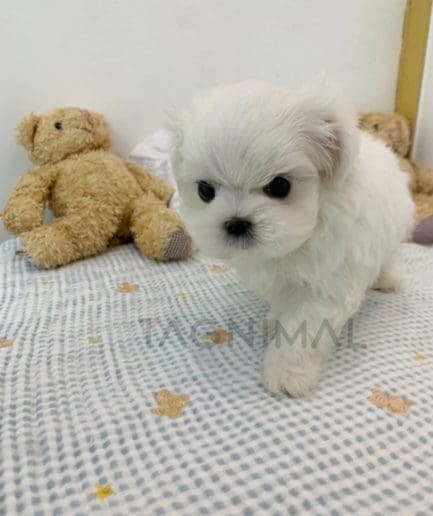 Bichon puppy for sale, dog for sale at Tagnimal 