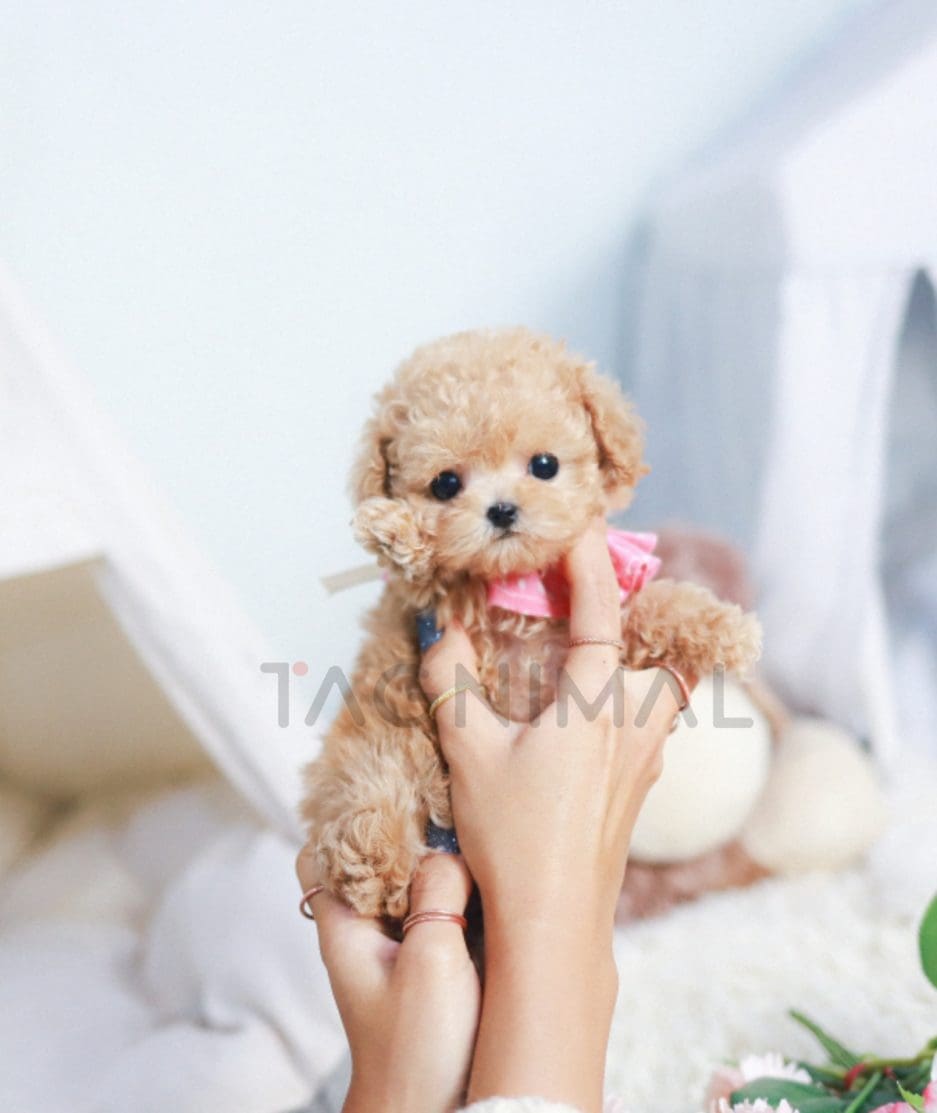 Maltipoo puppy for sale, dog for sale at Tagnimal 