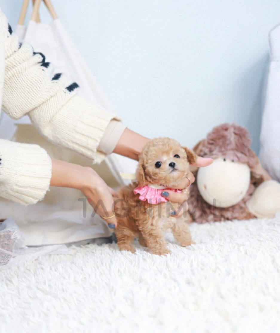 Maltipoo puppy for sale, dog for sale at Tagnimal 