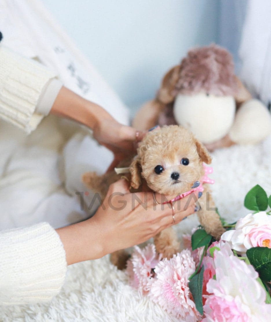 Maltipoo puppy for sale, dog for sale at Tagnimal 