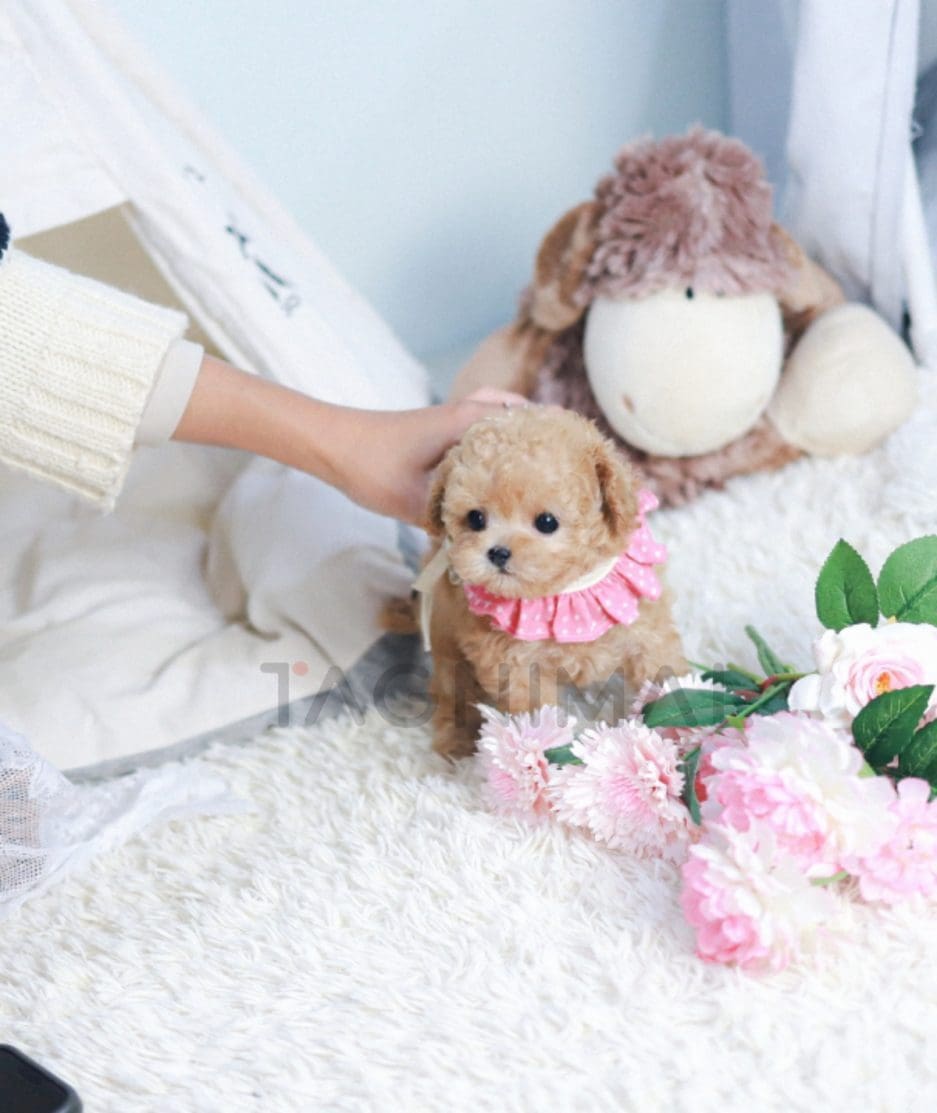 Maltipoo puppy for sale, dog for sale at Tagnimal 