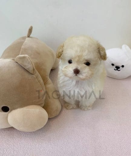 Maltipoo puppy for sale, dog for sale at Tagnimal 