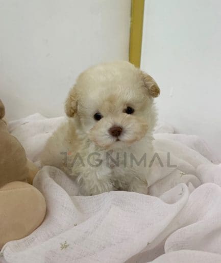 Maltipoo puppy for sale, dog for sale at Tagnimal 