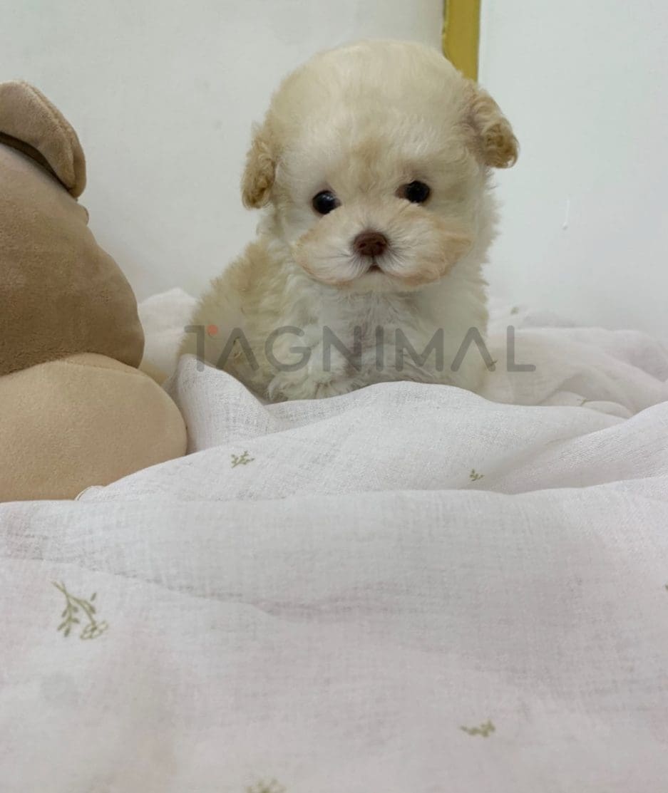 Maltipoo puppy for sale, dog for sale at Tagnimal 