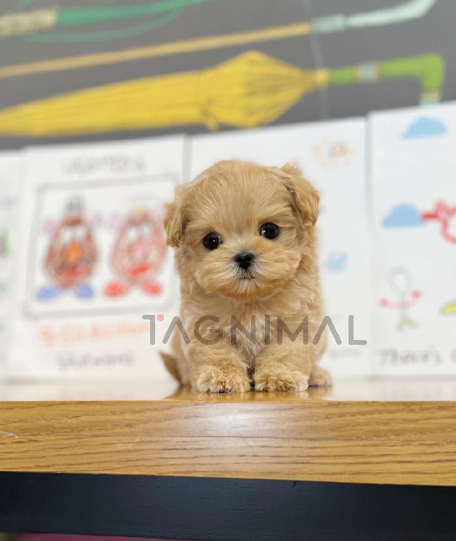 Maltipoo puppy for sale, dog for sale at Tagnimal 